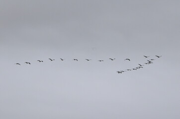 Grues cendrées (Grus grus)