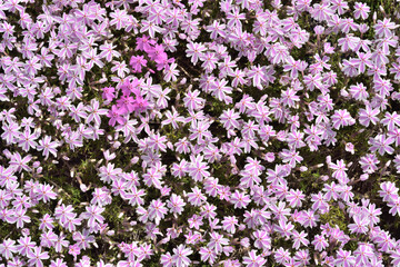 Obraz premium 芝桜の背景