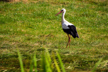 a stork in a field of mowed grass