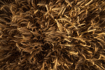Closeup photo of wheat field at sunrise
