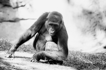 Portrait d'un gorille des plaines de l'ouest - Grand singe primate