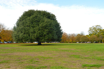 Fototapeta na wymiar image of a giant tree on a lawn with no other trees nearby