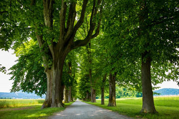 Fototapeta na wymiar Peaceful tree line country road with in spring with green leaves.