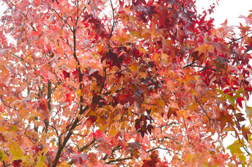 colourful maple leaves on a tree in fall