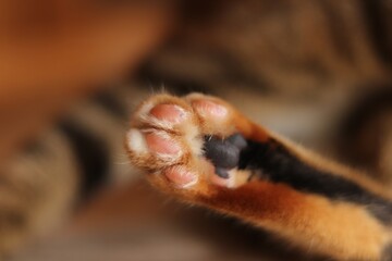 Close up of paw of tabby cat lying on carpet
