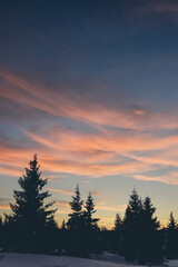 View of a beautiful sunset in the background against a pine tree silhouette.