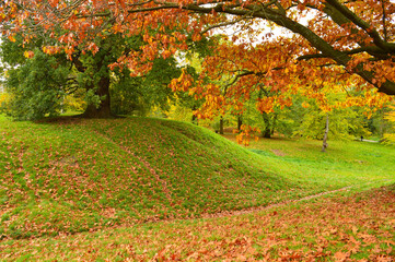 Fototapeta premium beautiful landscape with fallen leaves of yellow and brown colours
