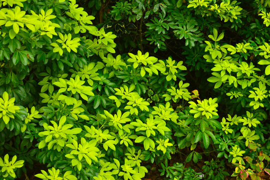 bush with leaves of different shades of green
