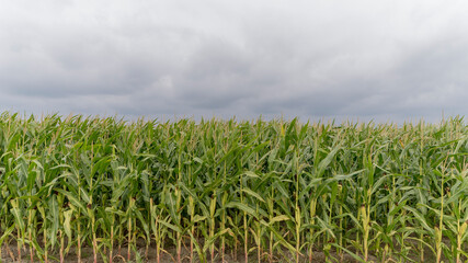 Crops in a field near Pieterburen, The Netherlands