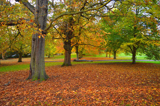 yellow and brown leaves on the floor among trees makes the floor look colourful in the woods