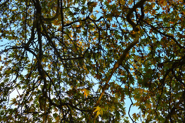 Fototapeta premium image of a tree branch against blue sky