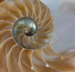 Chambered Nautilus sliced