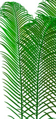cicus palm leaves grow on white background