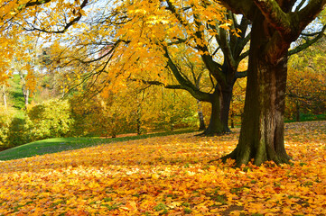 beautiful landscape with green grass colourful trees and bluesky suitable for a wallpaper