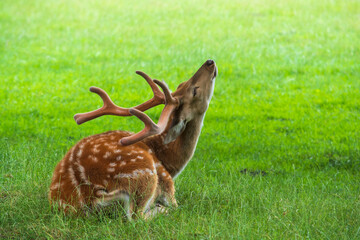 Noble deer male lying in green summer field. Wildlife background