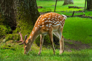 Roe deer standing in green field. Wildlife background