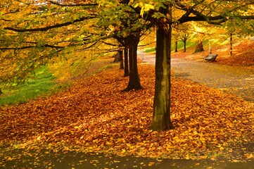 empty bench in a park surrounded by fallen leaves of yellow and brown