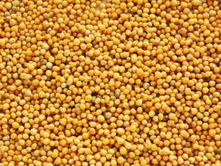 yellow mustard seeds