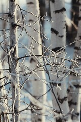 Dawn in the winter forest