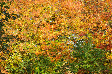 colourful leaves forming a beautiful background