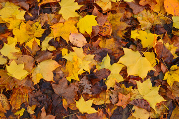 Yellow leaves on a pavement pattern