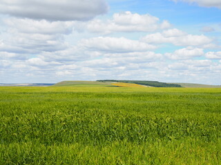 Fototapeta premium Wheat green field and beautiful countryside scener