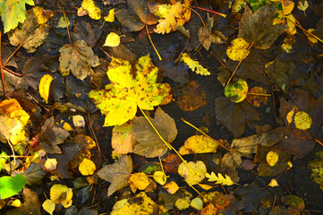 Yellow leaves on a pavement pattern
