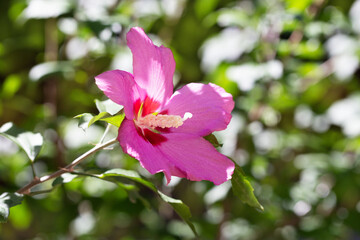 Pink hibiscus flower in garden on green background 