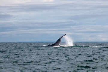 Fototapeta premium whale in the pacific ocean in ladrilleros, colombia