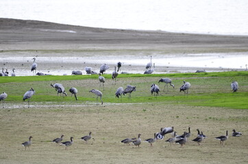 Grues cendrées (Grus grus)