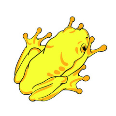 Hand drawn vector of tree frog isolated on white background. Original stock illustration of amphibian.