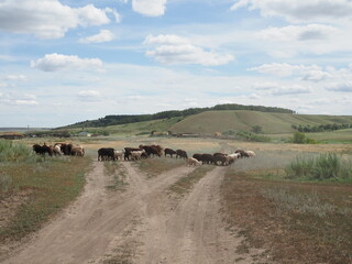 Fototapeta na wymiar flock of sheep and goats cross a rural road