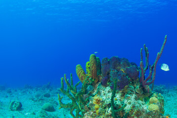 A shot of deep blue ocean framed with a section of reef containing tube sponges