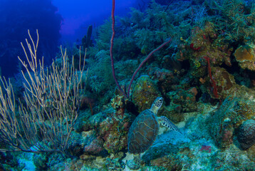 A green turtle hanging out on the reef in the Caribbean