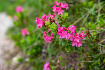 Pinkish-red alpenrose flowers in Dolomites, Italy