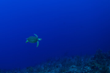 A green turtle hanging out on the reef in the Caribbean