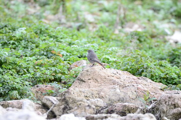 Rougequeue noir (Phoenicurus ochruros)