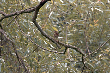 little thrush on a tree