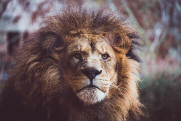 Portrait d'un incroyable lion d'afrique