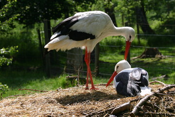 Storch