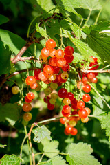 red currant bush