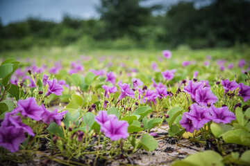 Purple flowers blooming in the morning on the Napa Tharaphirom beach. Sattahip District, Thailand