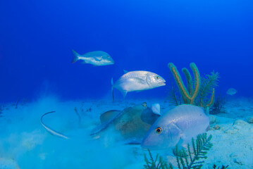 Fototapeta premium A southern stingray making a mess in the sand as it scavenges for food