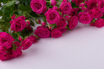 Close up red rose flowers. Isolated on white.