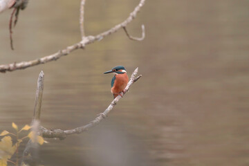 little kingfisher on a tree