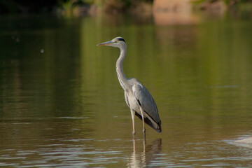 bird in a green  lake 