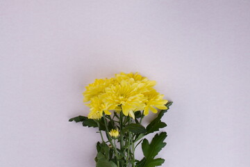 Bright yellow flowers isolated on white background. Close up bouquet of yellow flowers.