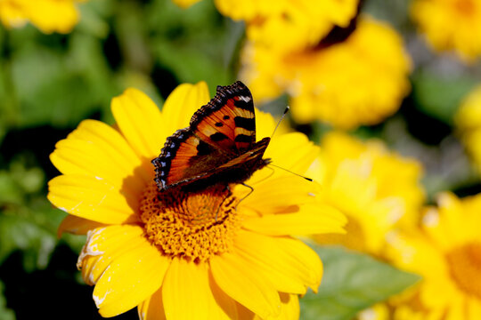 peacock butterfly on yellow flower
