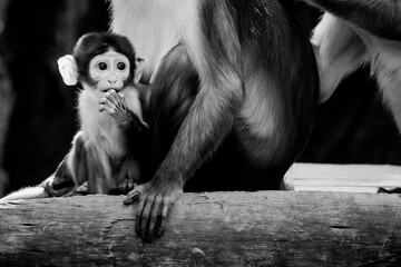 Saimiri Jaune Et Son Bebe Wall Mural Wallpaper Murals Picsart