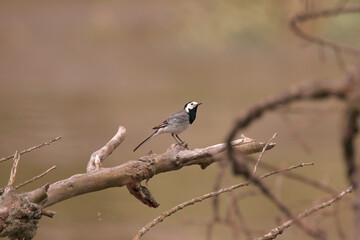 little thrush on a tree